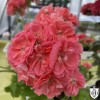 Pelargonium 'UV Rizaja Bestia' - Pelargoon 'UV Rizaja Bestia' P9/0,55L